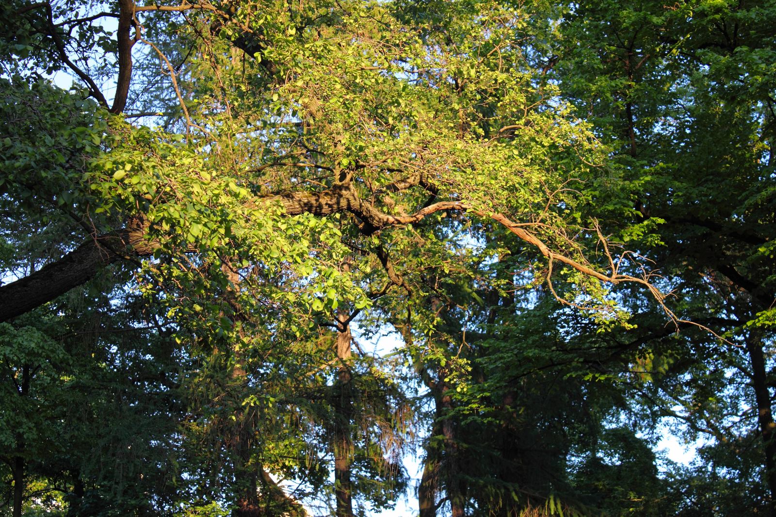 * Image 1