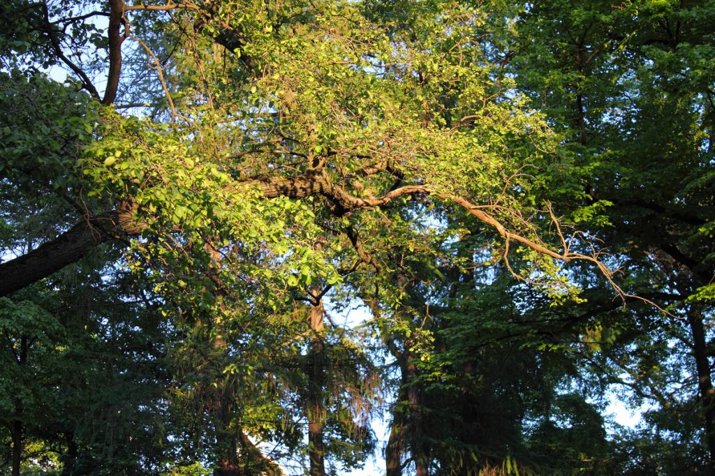 * Image 1